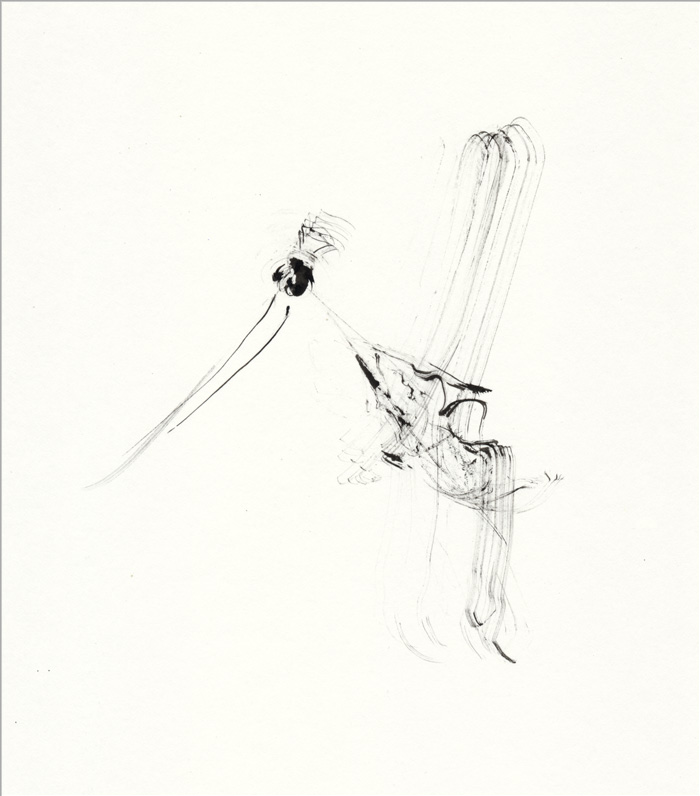 Feder_lustiger-Vogel